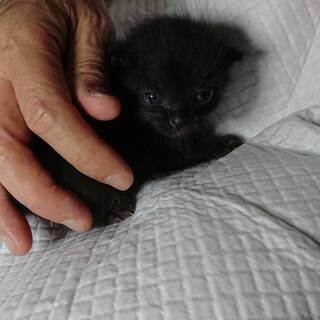 ※一時停止※【募集】うるうる愛らしい黒の子猫（生後１〜２週間） - 高石市