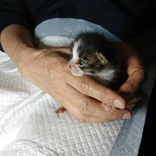 ※一時停止※【募集】うるうる愛らしいキジ白の子猫（生後１〜２週間）