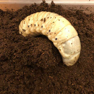 ヘラクレスオオカブト　幼虫