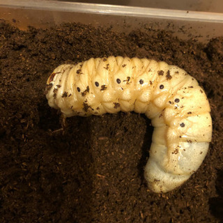 ヘラクレスオオカブト　幼虫