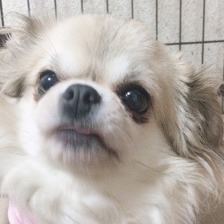 福岡県の犬の里親募集 ジモティー