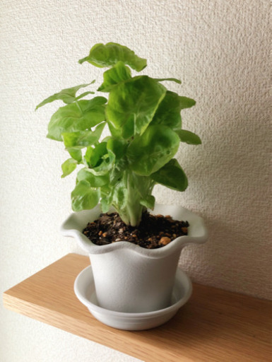 観葉植物　シンゴニウム①　25cm　おしゃれな3.5号鉢と受け皿付き