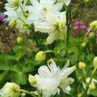 中古オダマキが無料 格安で買える ジモティー