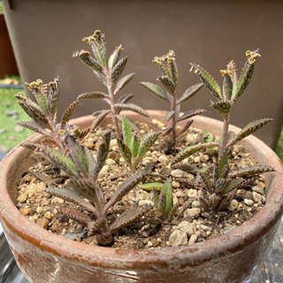 多肉植物　レア　不死鳥　1苗　