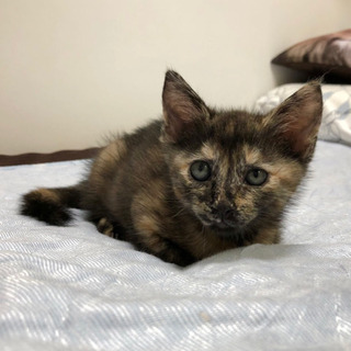 沖縄県の子猫 里親募集 ジモティー