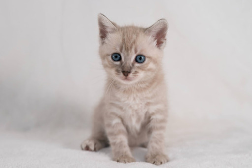 ベンガル猫とラパーマ猫のブリーダーです 高倉 豊前川崎の猫の無料広告 無料掲載の掲示板 ジモティー