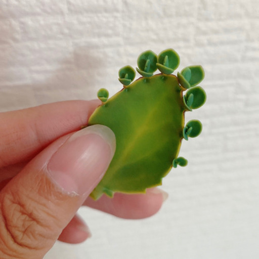 幸せの葉っぱ 多肉植物 子宝草 マザーリーフ 妊活 大人気 みんみん 三ツ境のその他の中古あげます 譲ります ジモティーで不用品の処分