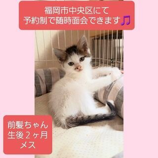 福岡市中央区にて予約制で随時面会できます🎵前髪ちゃん