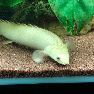 ポリプテルス4匹(4種類)セット ポリプテルス4匹(4種類)セット