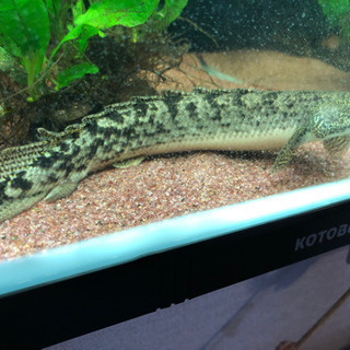 ポリプテルス4匹(4種類)セット