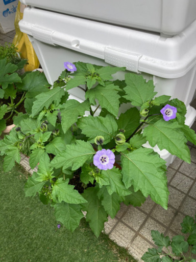 受付終了 ハエよけ オオセンナリ 黒ほおずき 紫ほおずき ニカンドラ 無料 植物 花 るー 大和のその他の中古あげます 譲ります ジモティーで不用品の処分 受付終了 ハエよけ オオセンナリ 黒ほおずき 紫ほおずき ニカンドラ 無料 植物 花 るー 大和のその他の中古あげます 譲ります ジモティーで不用品の処分