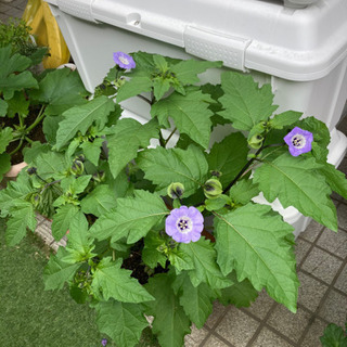 中古ほおずきが無料 格安で買える ジモティー