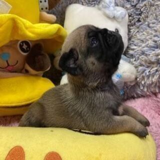 小型犬のお世話や管理ブリーダーのお手伝いを出来る方募集です。 - 大町市