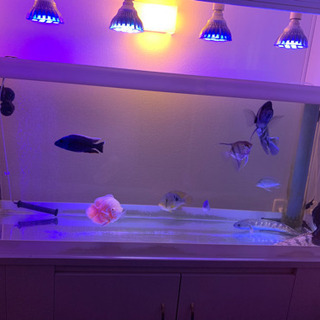 その他 大型熱帯魚 多数 生体まとめて販売 格安です❗️生体のみ 近日 