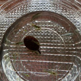 愛知県の中古ミナミヌマエビが無料 格安で買える ジモティー