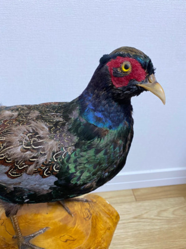 キジ 剥製 オス はくせい アンティーク キジ 剥製 オス はくせい