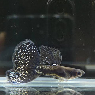 【ネット決済】ブラックレースコブラの稚魚 5匹 グッピー 《熱帯魚》