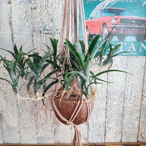 【観葉植物】ネオレゲリア