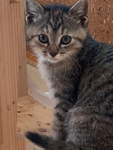 かわいい兄妹サバトラちゃん 秋 丸亀の猫の里親募集 ジモティー