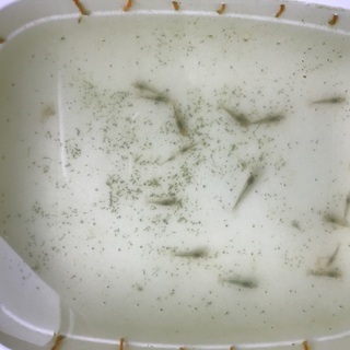 北海道の中古ミナミヌマエビが無料 格安で買える ジモティー