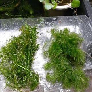 【ネット決済】水草2種類