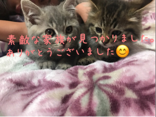 家族見つかりました 桐山 直子 大垣の猫の里親募集 ジモティー