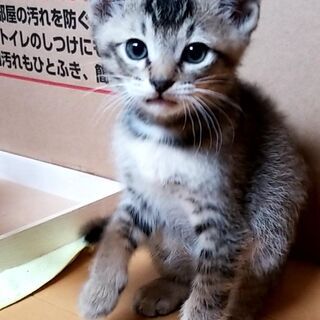 【里親決定しました】4月11日生まれのキジトラ（たぶん♀）　②の画像