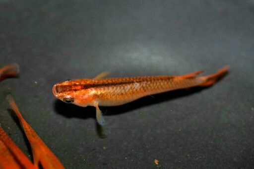 極赤黒鱗 レッドドラゴン 赤龍 メダカめだか１０匹 A３ ０００円 高槻めだか 高槻のその他の中古あげます 譲ります ジモティーで不用品の処分