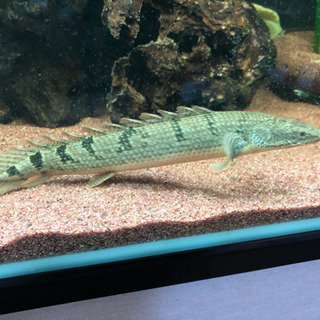 ポリプテルスセット3匹(3種類)セット