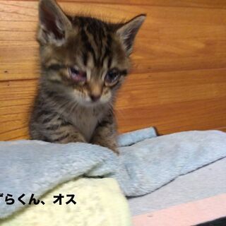 生後1.5ヶ月の子猫の里親募集です − 山梨県