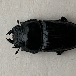 (オオクワガタ能勢産)セット売り今年5月に成虫に。77ミリ、76ミリ、75ミリのオス。52ミリ、51ミリ、50ミリのメス。 オオクワガタ能勢産)セット売り今年5月に成虫に。77ミリ、76ミリ、75