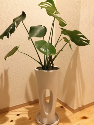 観葉植物　大きなモンステラ　95cm　おしゃれな6.5号の陶器の鉢と受け皿付き