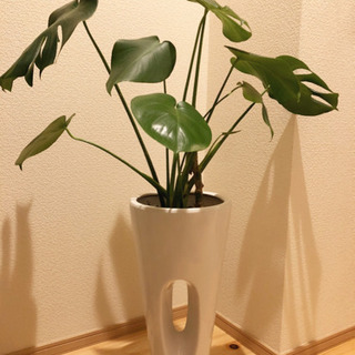 観葉植物　大きなモンステラ　95cm　おしゃれな6.5号の陶器の...