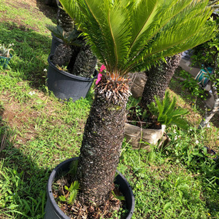 幹高60㎝‼︎⭐️【庭を美しく彩る!!】⭐️美しい大型ソテツ　蘇鉄★ 幹高60㎝‼︎⭐️【庭を美しく彩る!!】⭐️美しい大型ソテツ 蘇鉄