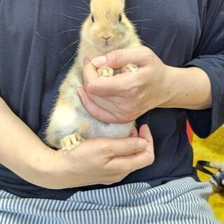 実家で飼っていたウサギ3羽です - その他