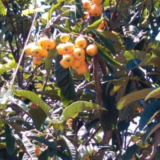 無料　枇杷（びわ　ビワ）果物 フルーツ