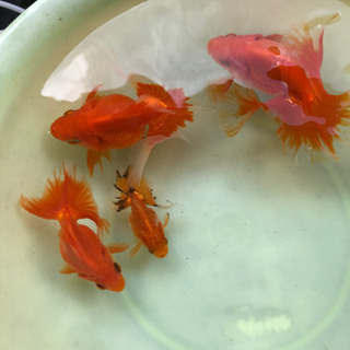 土佐錦 大切にして頂ける方に