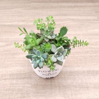 愛媛県の中古多肉植物が無料 格安で買える ジモティー