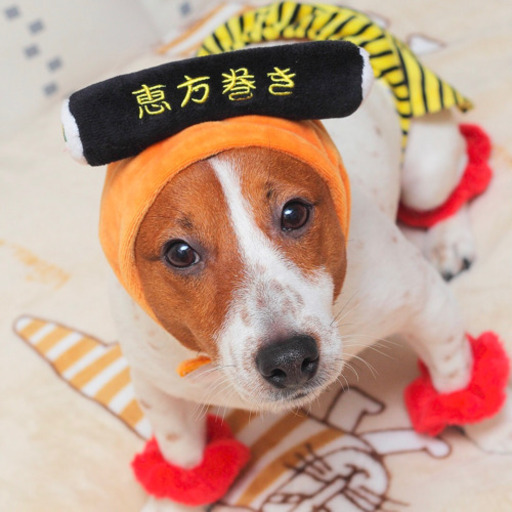 犬猫被り物ガチャガチャなど いぬネコねこネコ 京王稲田堤のその他の中古 古着あげます 譲ります ジモティーで不用品の処分