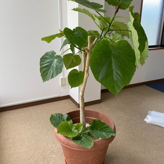 【ネット決済】観葉植物　お安くお譲りします。