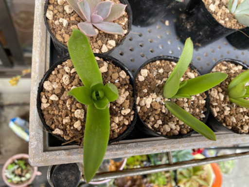 多肉植物 カット苗 抜き苗 Or葉挿し 火祭り 紅葉祭り クラッスラ属 1点 うに プロフ必読 阿左美のその他の中古あげます 譲ります ジモティーで不用品の処分