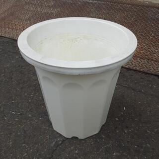 白いプラ鉢