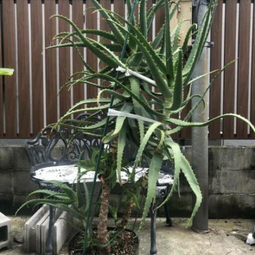 キダチアロエ 大株 10寸 観葉植物
