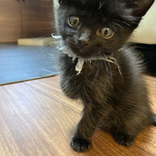 生後約１ヶ月  黒猫 オス・メス 