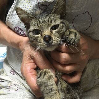 猫エイズ陽性の黒茶キジトラくん