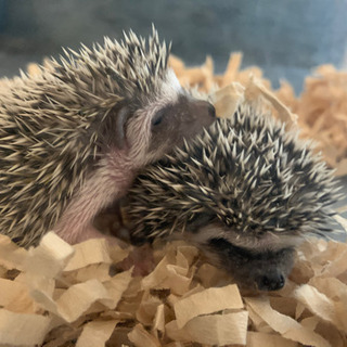 5月15日生まれのハリネズミ