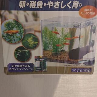 テトラ 水槽 ミックスめだか5匹付き