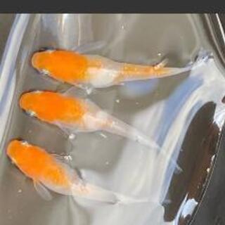 【超レア】あけぼの紅白ラメ　卵30個 メダカ　メダカの卵