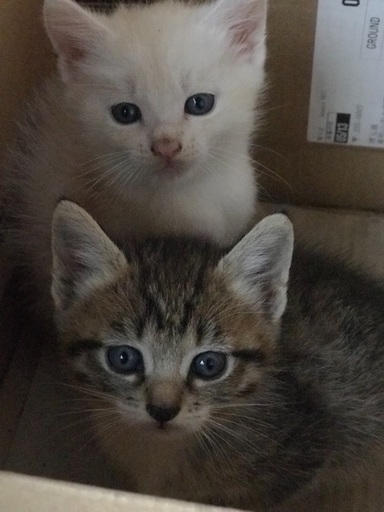 生後50日、ママはノルウェージャン♡可愛いオスメス子猫ちゃんの里親さん募集します ️ (リディ) 東松山の猫の里親募集｜ジモティー