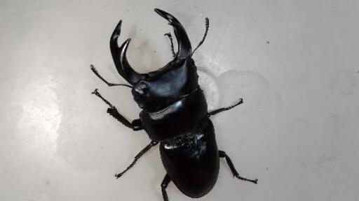 取引完了 国産オオクワガタ オス 約75mm 幻の生はちみつ 高槻のその他の中古あげます 譲ります ジモティーで不用品の処分 取引完了 国産オオクワガタ オス 約75mm 幻の生はちみつ 高槻のその他の中古あげます 譲ります ジモティーで不用品の処分